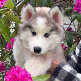 Breezy - Wolf sable male Pomsky puppy in Venus, Pennsylvania from Hemlock Pines Pomsky