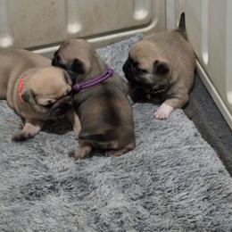 Girl 1 - Fawn female Pug puppy in Rutherfordton, North Carolina from Sweetie Pie Pugs