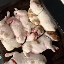 Boy 3 - White and orange male Brittany puppy in Northbrook, Illinois from Endellion Brittany’s
