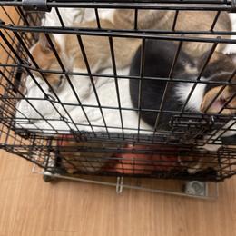 Pembroke Welsh Corgi Puppies from Shenanigans Ranch