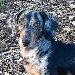Seemore - Dachshund