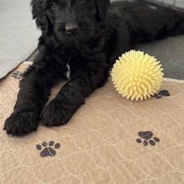 Goldendoodle Puppies from Wrigley's Doodles