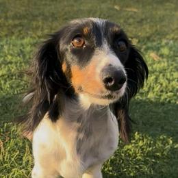 Layla - Dachshund