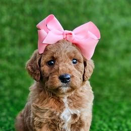 Kaia's Light Pink Girl - female Goldendoodle puppy in Kountze, Texas from Texas Doodles LLC