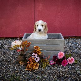 Goldendoodle Puppies from Hogan Family-Raised F1b Gooldendoodles