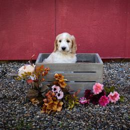 Goldendoodle Puppies from Hogan Family-Raised F1b Gooldendoodles