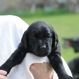 Girl 1 - Labrador Retriever puppy in Shiocton, Wisconsin from Green Acres Labrador Retrievers