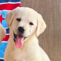 Girl 1 - Yellow female Labrador Retriever puppy in Jamestown, Ohio from Heartlands Quality Labrador Retrievers