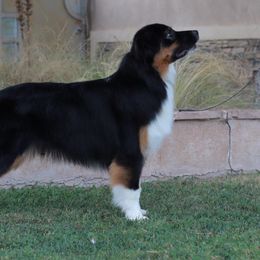 Australian Shepherd Puppies from Imagine Australian Shepherds