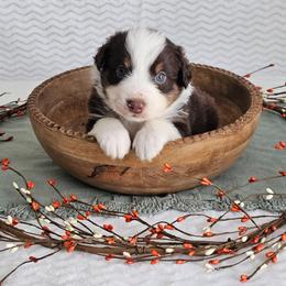 Roper - Red tri-color male Australian Shepherd puppy in Mountain Grove, Missouri from K Bar H Farms