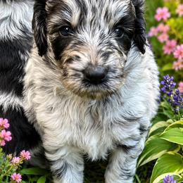 Blue Merle girl white front paws - Blue merle female Aussiedoodle puppy in Sandwich, Massachusetts from Cape Cod Aussies / Cape Cod Poodles and Doodles