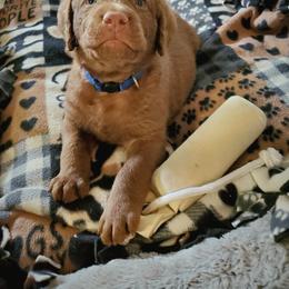 Chesapeake Bay Retriever Puppies from Shore Acres Chesapeakes