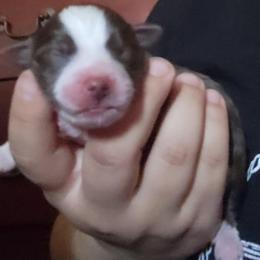 Cowboy - Red & white male Miniature Australian Shepherd puppy in Dalhart, Texas from RNL Family Raised Pups