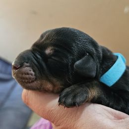 Doberman Pinscher Puppies from Franklin Dobermans