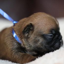 Blue Collar - Fawn and white male French Bulldog puppy in Wichita, Kansas from Phantasticus French Bulldogs