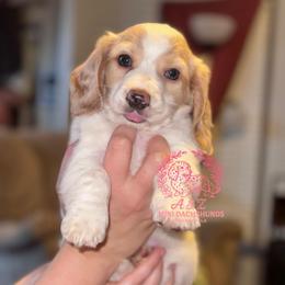 Swig - Piebald male Dachshund puppy in Hornbeck, Louisiana from A&Z Mini Dachshunds