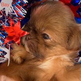 Bay - Liver female Shih Tzu puppy in Russellville, Kentucky from The Patriot Tzu