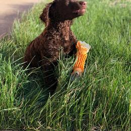 Curly-Coated Retriever Puppies from Podunk CCRs in partnership with Stapaules/Thompson