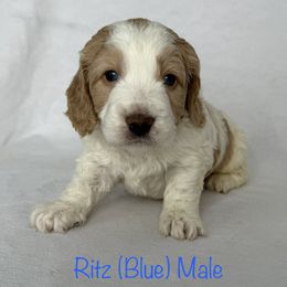 Ritz - Parti male Goldendoodle puppy in De Pere, Wisconsin from Kinzor Kennels