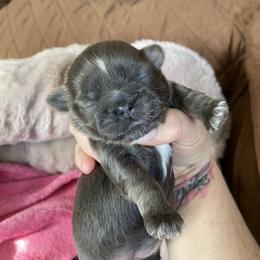 Peppers - Blue female Shih Tzu puppy in Wyoming, Michigan from Shih Tzu Shenanigans