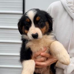 Yellow collar - Black tri-color male Australian Shepherd puppy in Grand Saline, Texas from Murphy Ranch Australian Shepherds