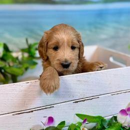 Barnacle (black) - Red  male Goldendoodle puppy in Haltom City, Texas from Ohana Doodles