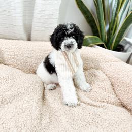 Chocolate Chip - Parti male Goldendoodle puppy in Pearland, Texas from Posh Paws Puppies