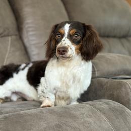 Hudson - Dachshund