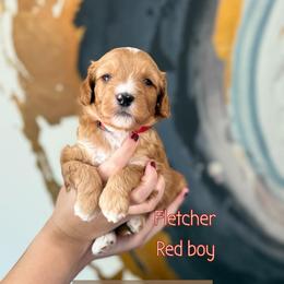 Fletcher - Red  male Goldendoodle puppy in Orangevale, California from Ugly Dad Doodles