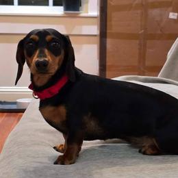 Pepper - Dachshund