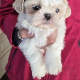 White boy - White male Shih Tzu puppy in Green Valley Lake, California from All American Shih Tzu Puppies