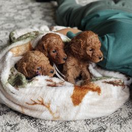 Goldendoodle and Poodle Puppies from East Valley Pups
