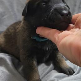 Echo's Lola - Mahogany female Belgian Malinois puppy in Berry, Alabama from North River k9