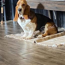 Honey - Basset Hound
