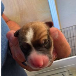 Almond - Sable male Pembroke Welsh Corgi puppy in Atascadero, California from California Corgis and Kunes