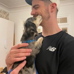 Dachshund Puppies from Heart 2 Heart Puppies