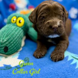 Bo Peep - Chocolate female Australian Labradoodle puppy in Rhode Island from Highland Beach Labradoodles