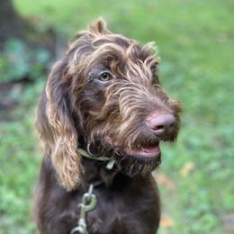 Piper - Labradoodle