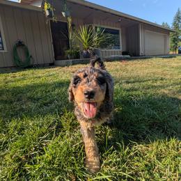 Waylon - Blue merle male Aussiedoodle puppy in Yacolt, Washington from Aussiedoodles by Maggie