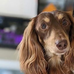 Noah - Dachshund