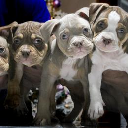 American Bully Puppies from Solidified Midwest Bullies