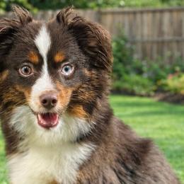 Australian Shepherds, Miniature American Shepherds, Miniature Australian Shepherds, and Toy Australian Shepherds from Dusty Spring Australian Shepherds, LLC