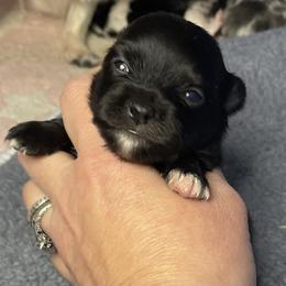 Dapper - Black male Pomeranian puppy in Franklin, North Carolina from A&J Cutie Pawtooties