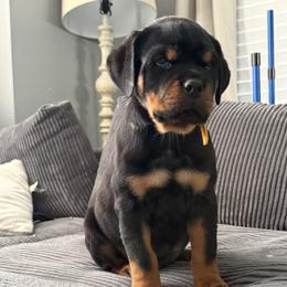 2nd Pick Boy - Black and mahogany male Rottweiler puppy in Tacoma, Washington from Karma Kennel PNW
