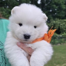 Samoyed Puppies from Limelight Samoyeds