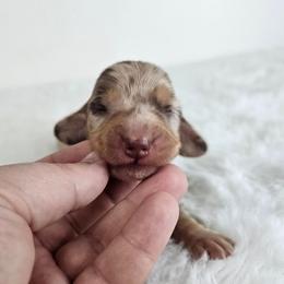 Chocolate and tan dapple female - Dapple female Dachshund puppy in Belle Rive, Illinois from Akin's Miniature Dachshunds, LLC