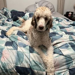 Gio - Poodle