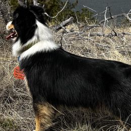 Australian Shepherds from W Heart Bar Aussies