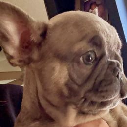 Leo - Blue fawn male French Bulldog puppy in Fort Oglethorpe, Georgia from Jhuntfrenchies