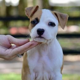 Boy 1 - Red male American Staffordshire Terrier puppy in St. Augustine, Florida from LBK & Ancient City